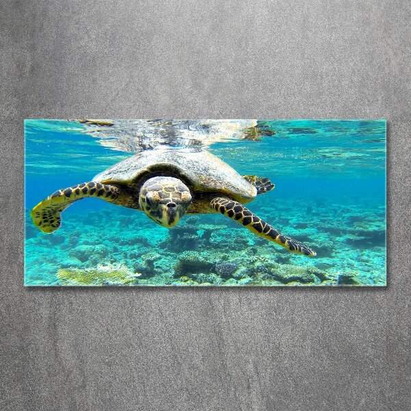 Plexiglas schilderij Zeeschildpad