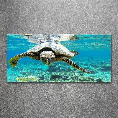 Plexiglas schilderij Zeeschildpad
