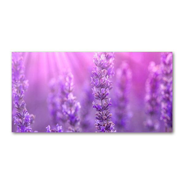 Foto plexiglas Lavendel
