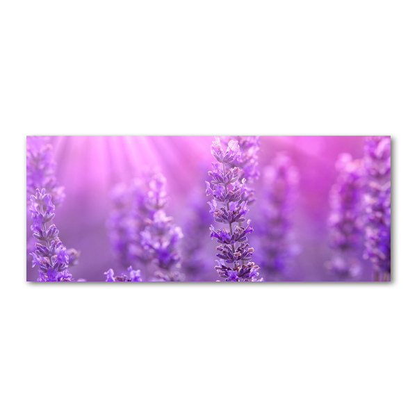 Foto plexiglas Lavendel