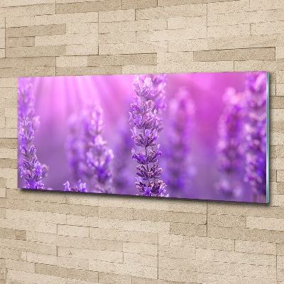 Foto plexiglas Lavendel