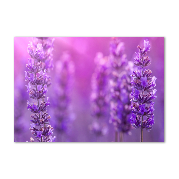 Foto plexiglas Lavendel