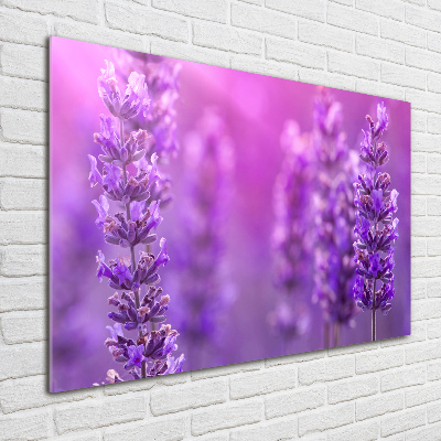 Foto plexiglas Lavendel