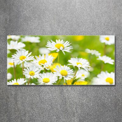 Schilderij op acrylglas Madeliefjes