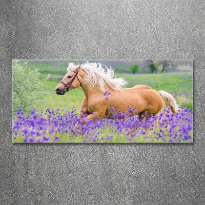 Foto plexiglas Een paard in een lavendelveld