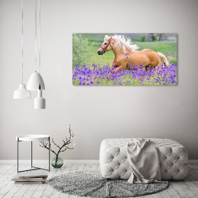 Foto plexiglas Een paard in een lavendelveld