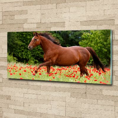 Schilderij op acrylglas Een paard in een veld vol klaprozen
