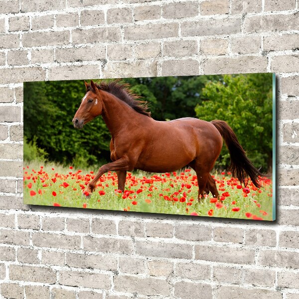Schilderij op acrylglas Een paard in een veld vol klaprozen