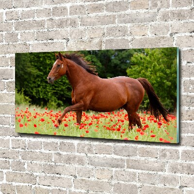 Schilderij op acrylglas Een paard in een veld vol klaprozen