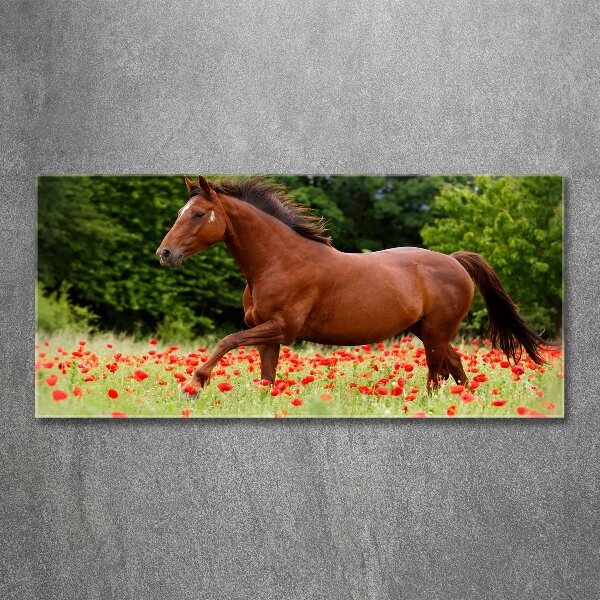 Schilderij op acrylglas Een paard in een veld vol klaprozen