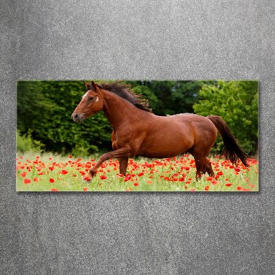 Schilderij op acrylglas Een paard in een veld vol klaprozen