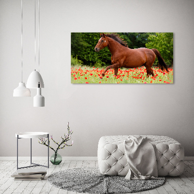 Schilderij op acrylglas Een paard in een veld vol klaprozen