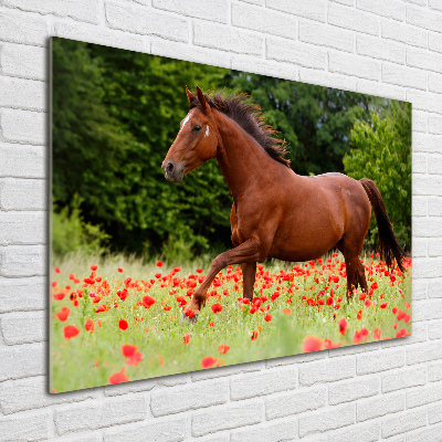 Schilderij op acrylglas Een paard in een veld vol klaprozen