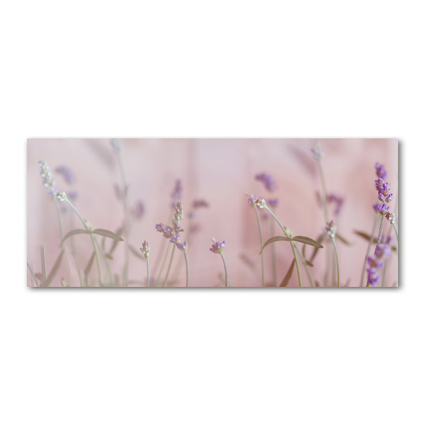 Foto plexiglas Lavendel
