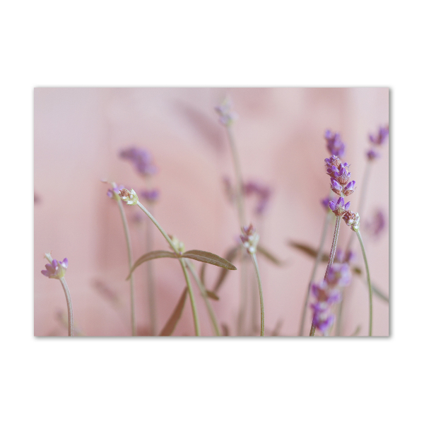 Foto plexiglas Lavendel