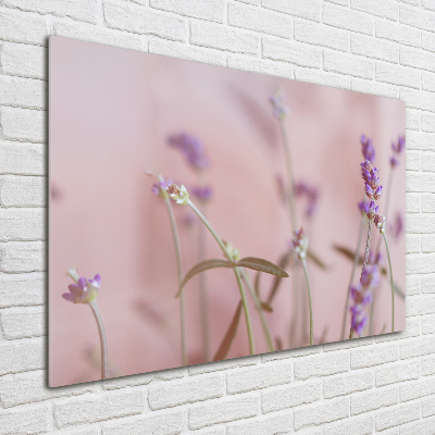Foto plexiglas Lavendel