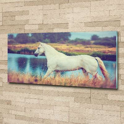 Plexiglas foto Wit Paardenmeer