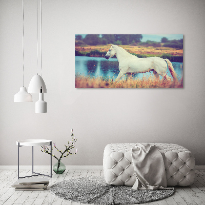 Plexiglas foto Wit Paardenmeer