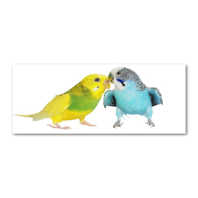 Obraz zdjęcie szkło akryl Papużki faliste