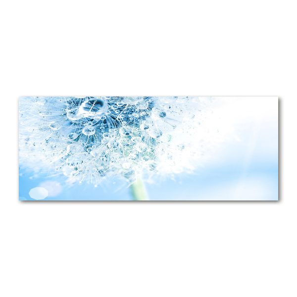 Obraz zdjęcie na ścianę akryl Dmuchawiec