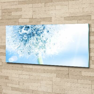 Obraz zdjęcie na ścianę akryl Dmuchawiec