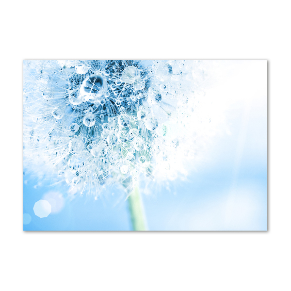 Obraz zdjęcie na ścianę akryl Dmuchawiec