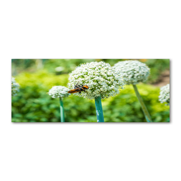 Schilderij op acrylglas Bloeiende knoflook