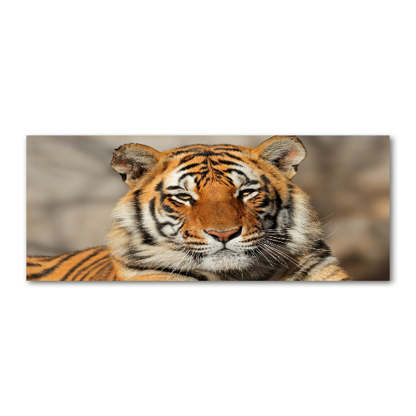 Plexiglas schilderij Bengaalse tijger