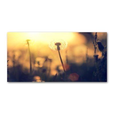 Plexiglas schilderij Paardebloem