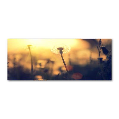 Plexiglas schilderij Paardebloem