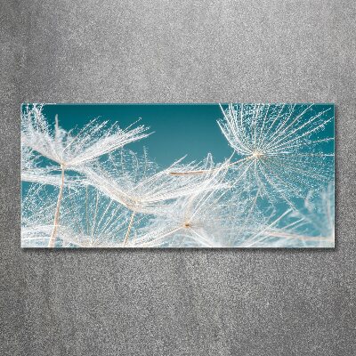 Foto obraz szkło akryl Nasiona dmuchawca