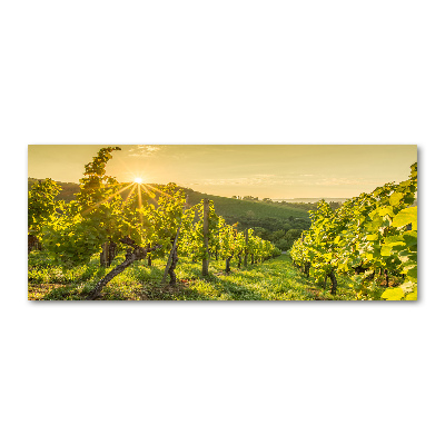 Foto plexiglas Wijngaard