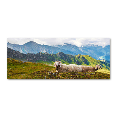 Foto in plexiglas Schapen in de Alpen
