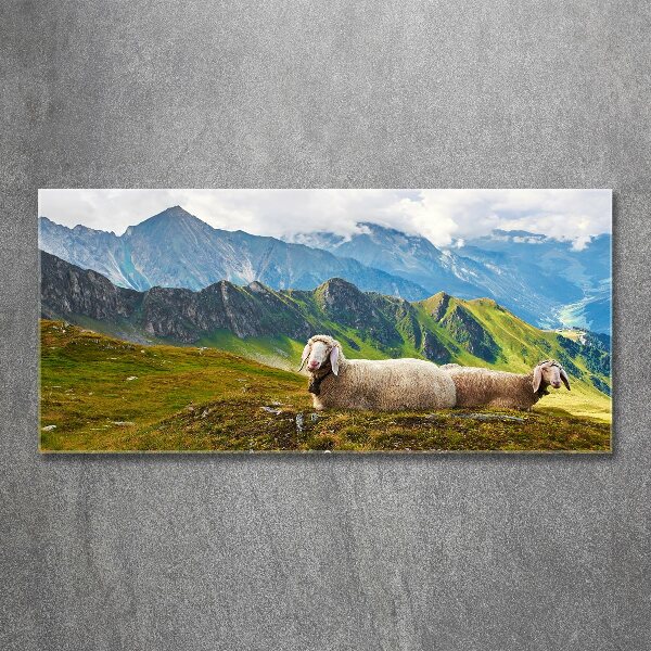 Foto in plexiglas Schapen in de Alpen