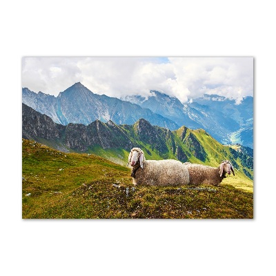 Foto in plexiglas Schapen in de Alpen