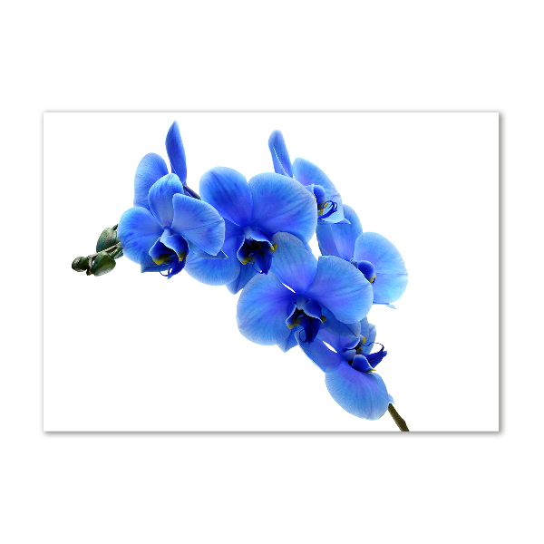Foto plexiglas Blauwe orchidee