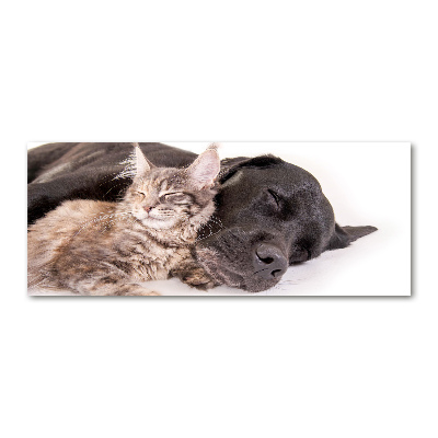 Plexiglas foto Hond met kat