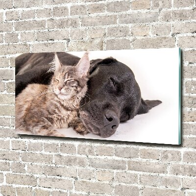 Plexiglas foto Hond met kat