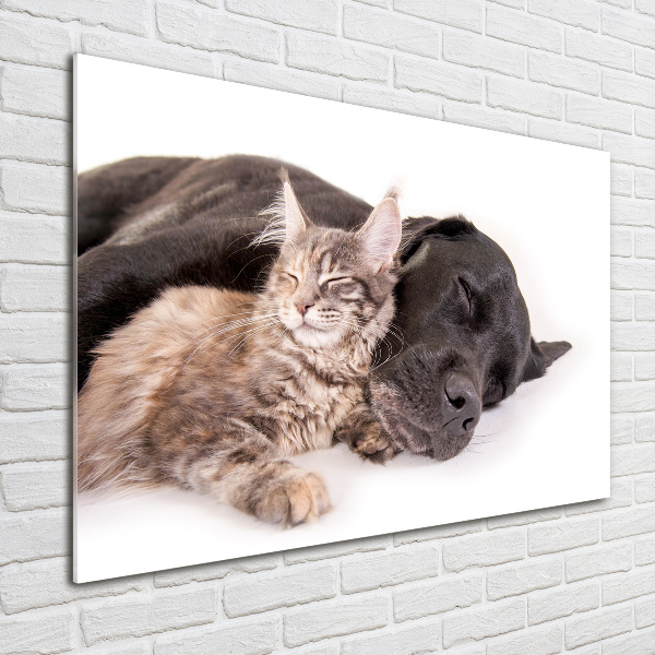 Plexiglas foto Hond met kat
