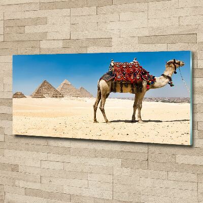 Foto op plexiglas Kameel in Caïro