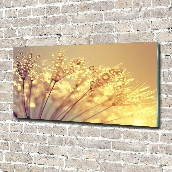 Schilderij op acrylglas Paardenbloemzaden