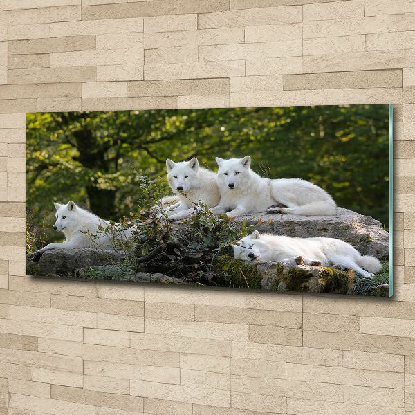 Foto plexiglas Witte wolven rocken