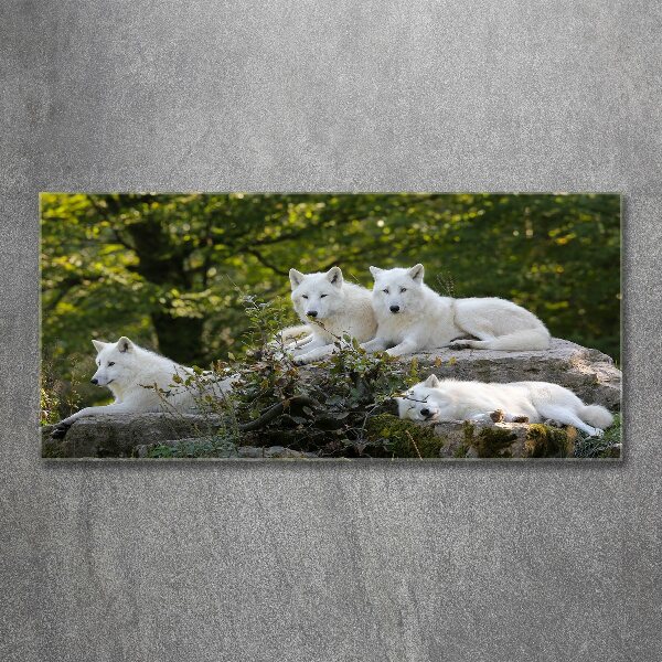 Foto plexiglas Witte wolven rocken