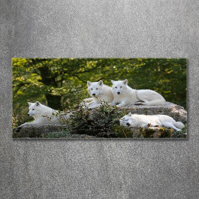 Foto plexiglas Witte wolven rocken