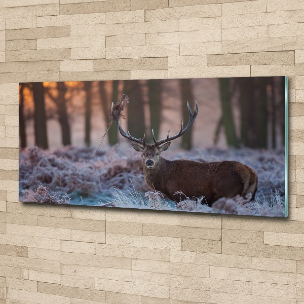 Foto in plexiglas Hert bij zonsopgang
