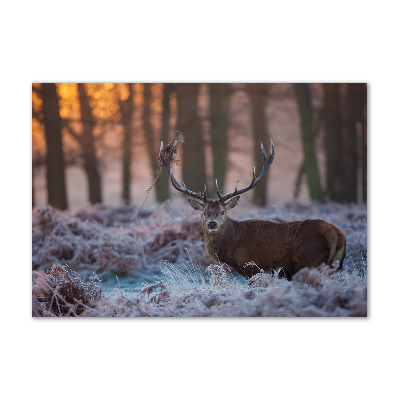 Foto in plexiglas Hert bij zonsopgang