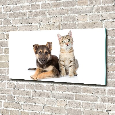 Plexiglas schilderij Hond en kat