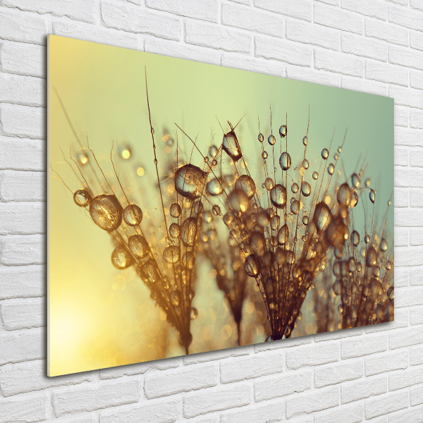 Plexiglas schilderij Paardenbloemzaden