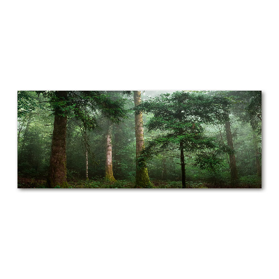 Foto op plexiglas Mist in het bos