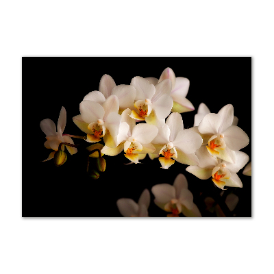 Foto plexiglas Orchidee